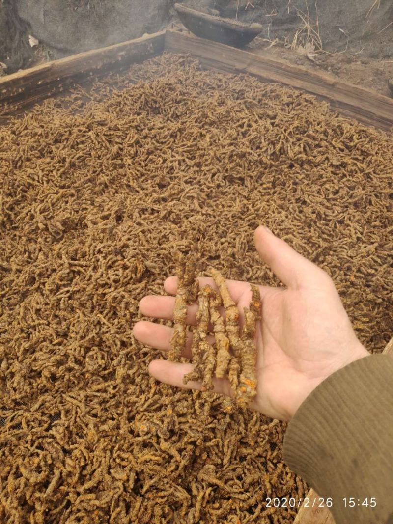 什邡市众康合作社精选高含量单枝黄连