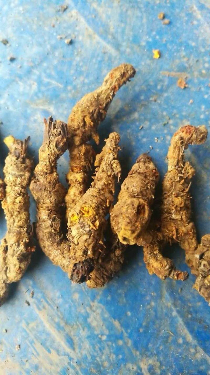 什邡市众康合作社精选高含量单枝黄连