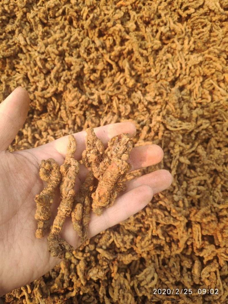 什邡市众康合作社精选高含量单枝黄连