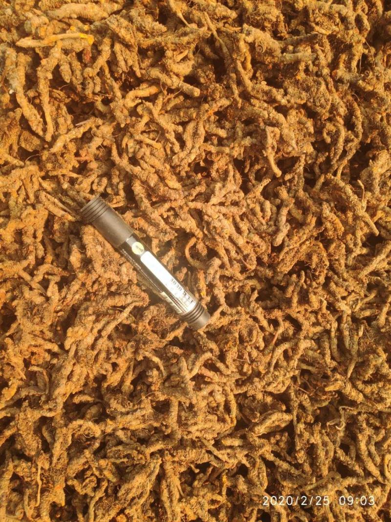 什邡市众康合作社精选高含量单枝黄连