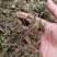 积雪草23年新四川纯野生好统货颜色好干度好品质优