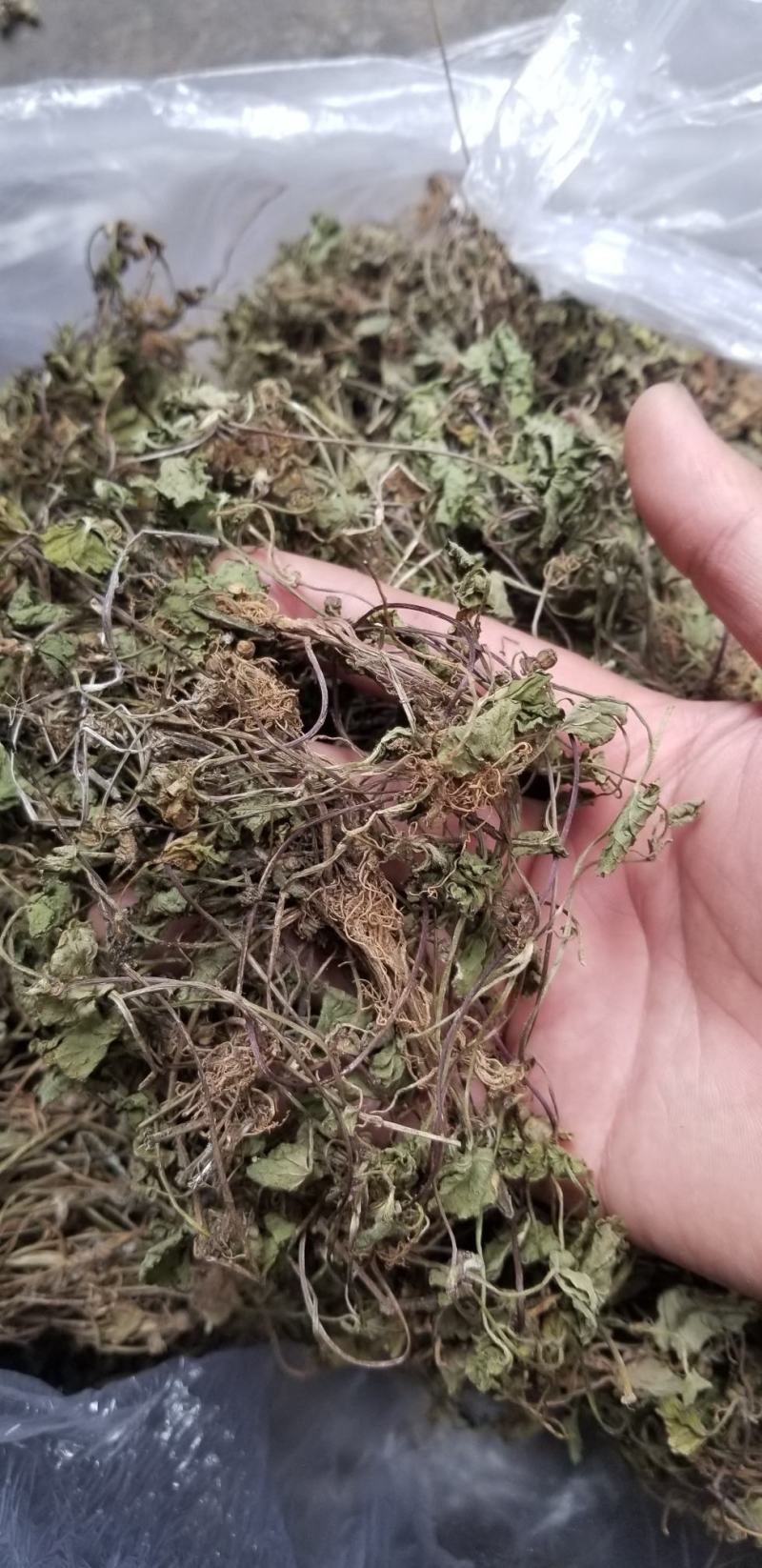 积雪草23年新四川纯野生好统货颜色好干度好品质优