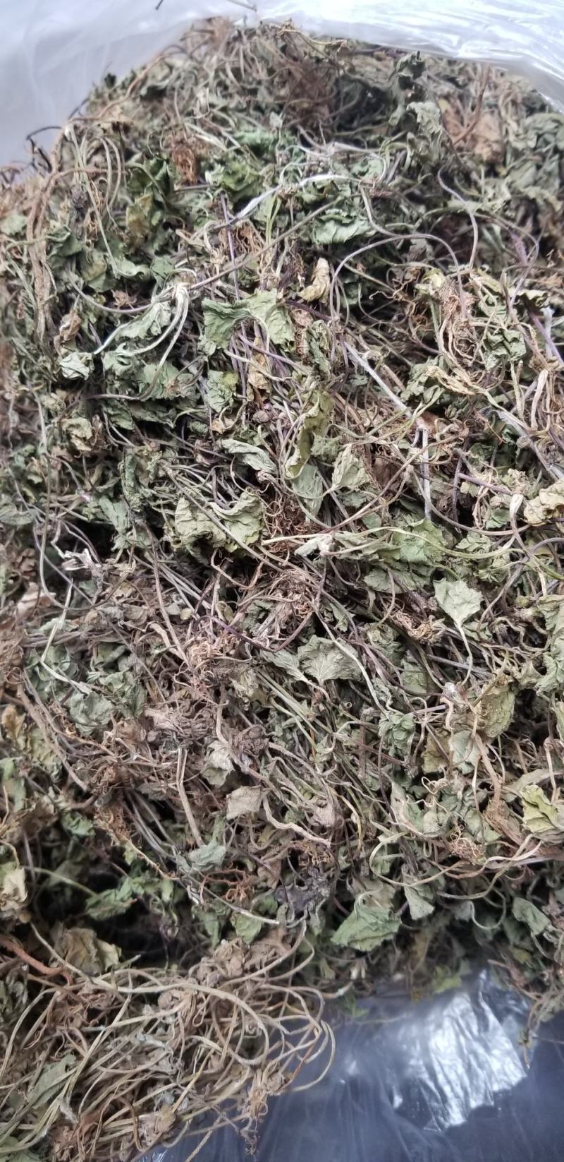 积雪草23年新四川纯野生好统货颜色好干度好品质优