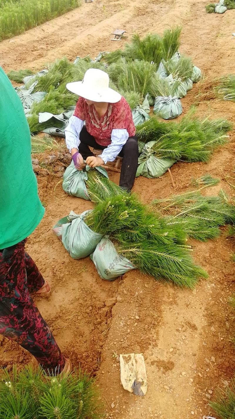 黑松小苗，雨季造林，早早预订