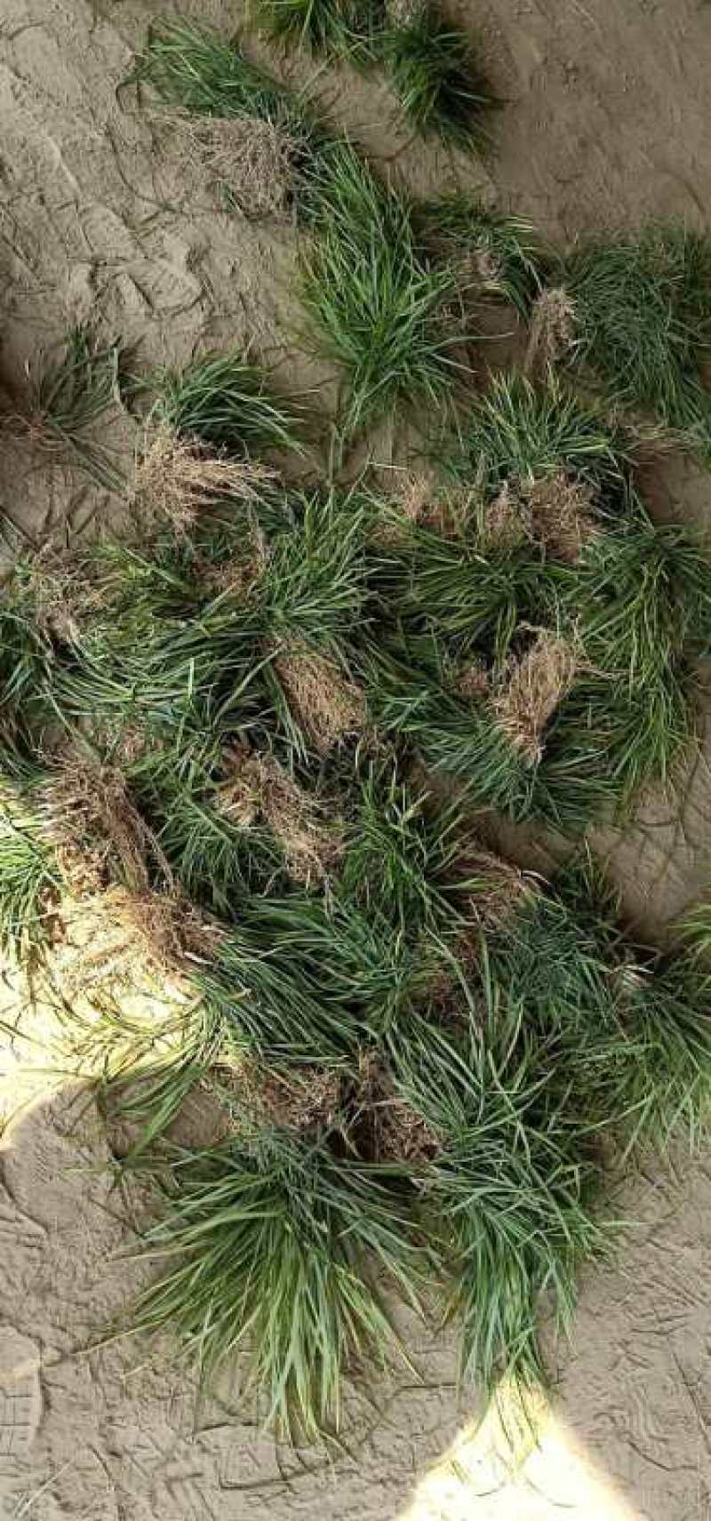 万亩基地销售中叶麦冬草，细叶麦冬草，日本矮麦冬，成活率高