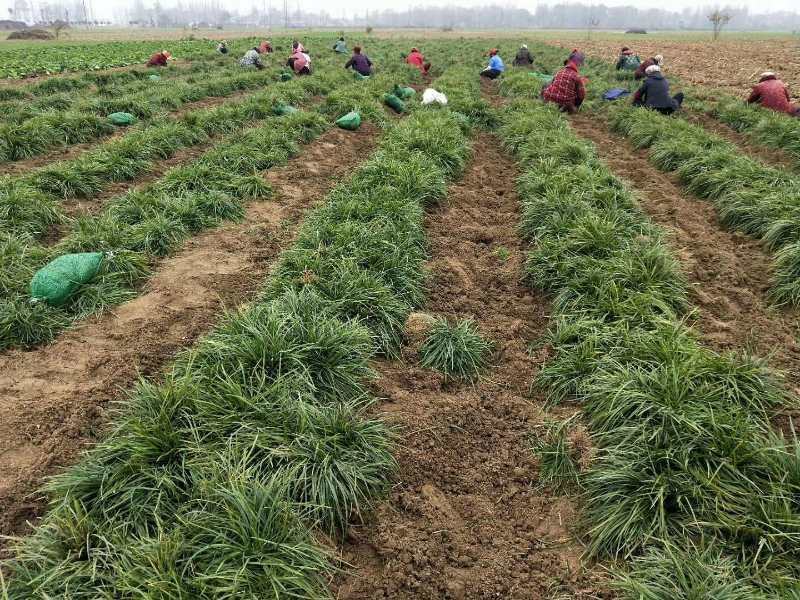 万亩基地销售中叶麦冬草，细叶麦冬草，日本矮麦冬，成活率高