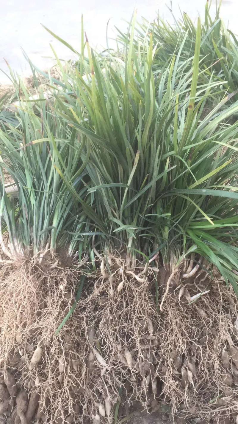 万亩基地销售中叶麦冬草，细叶麦冬草，日本矮麦冬，成活率高