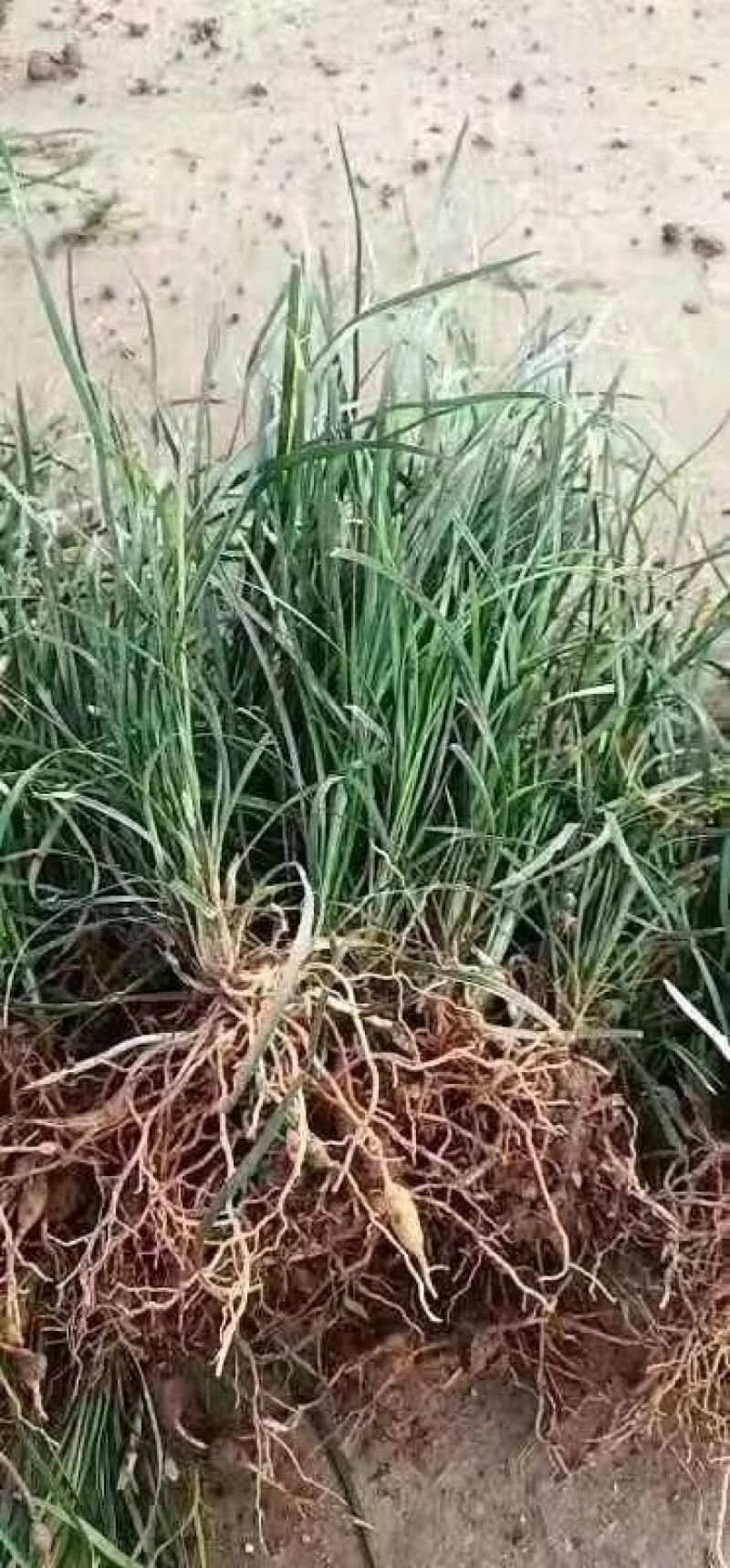 万亩基地销售中叶麦冬草，细叶麦冬草，日本矮麦冬，成活率高