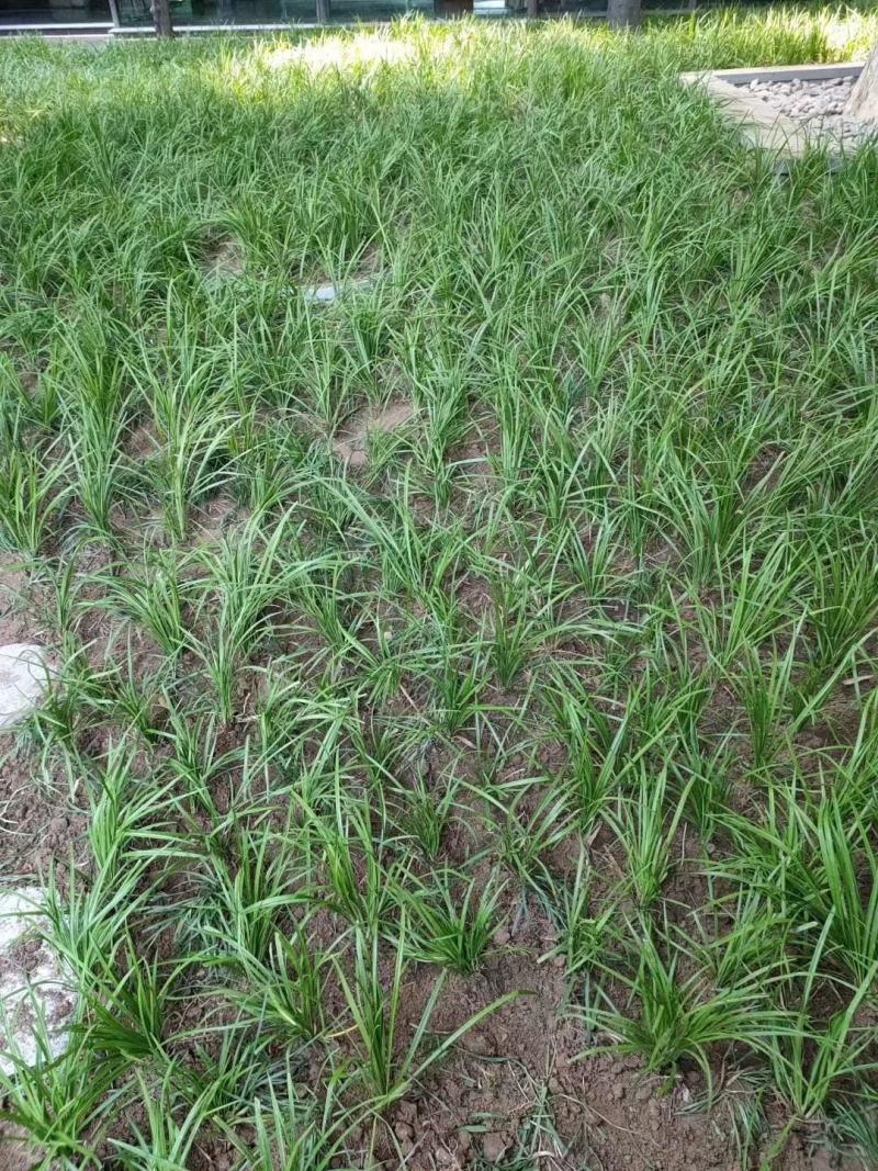 万亩基地销售中叶麦冬草，细叶麦冬草，日本矮麦冬，成活率高