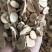 【文斌药业】中药材乌药统货量大从优地道药材