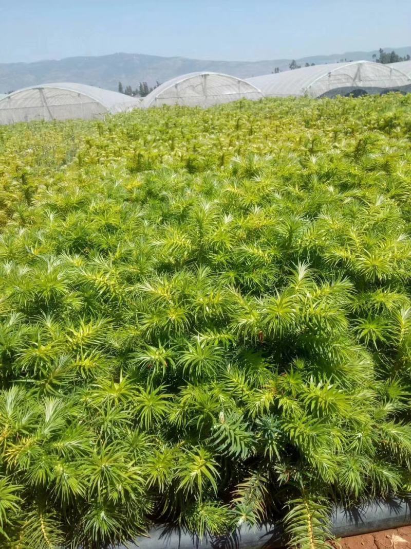 柳杉苗，刺杉苗，袋苗，杯杯袋苗