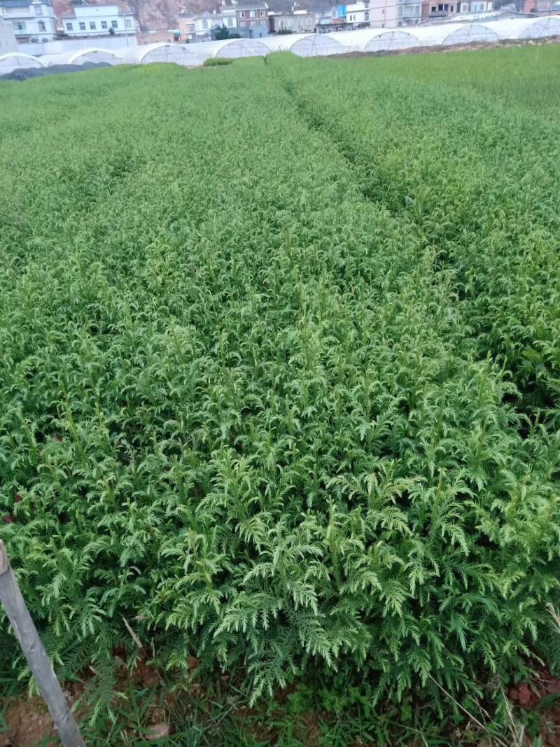 柳杉苗，刺杉苗，袋苗，杯杯袋苗