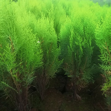 洒金柏，各种规格都有