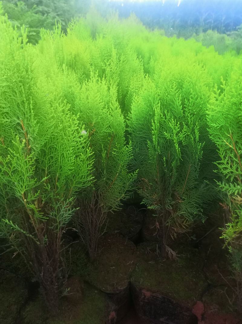 洒金柏，各种规格都有