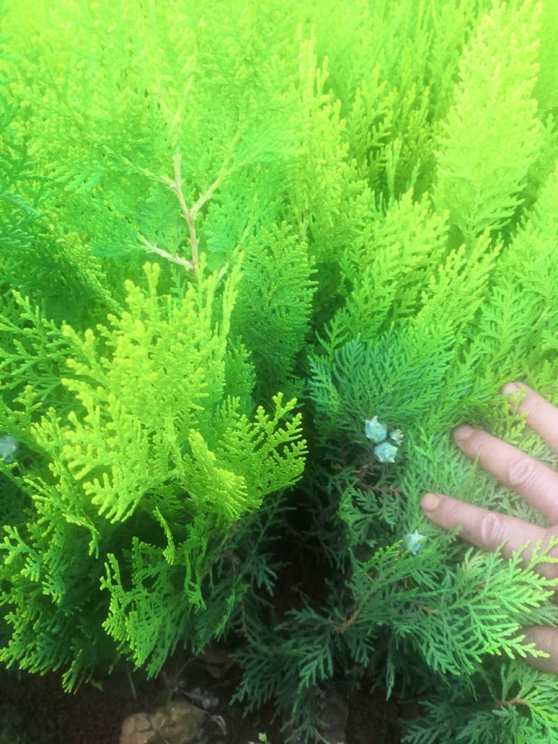 洒金柏，各种规格都有