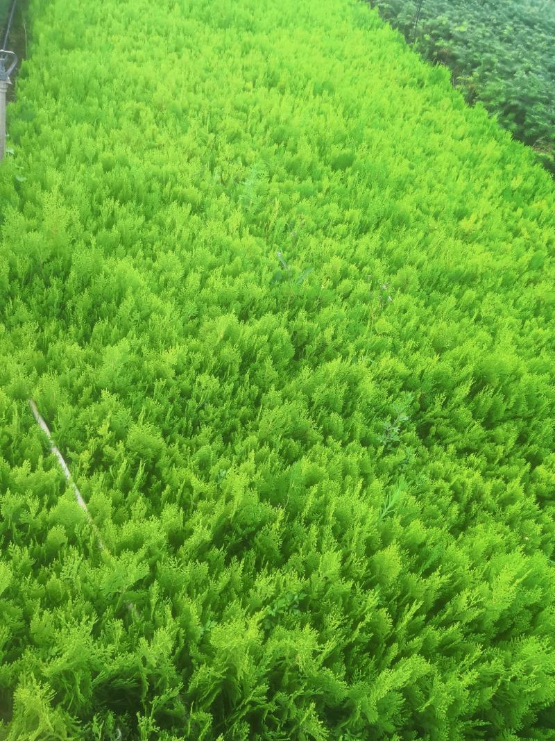 洒金柏，各种规格都有