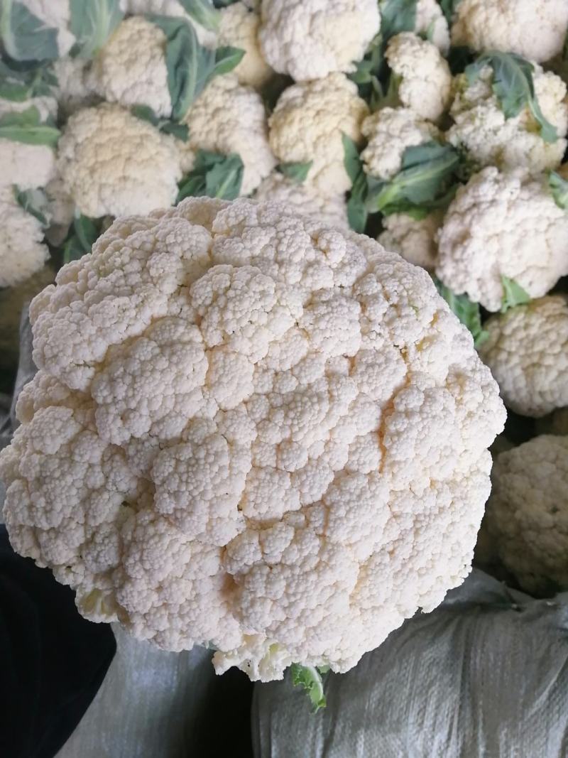 有机花菜，青梗散花，质量保证，代发各地市场，诚信经营，实