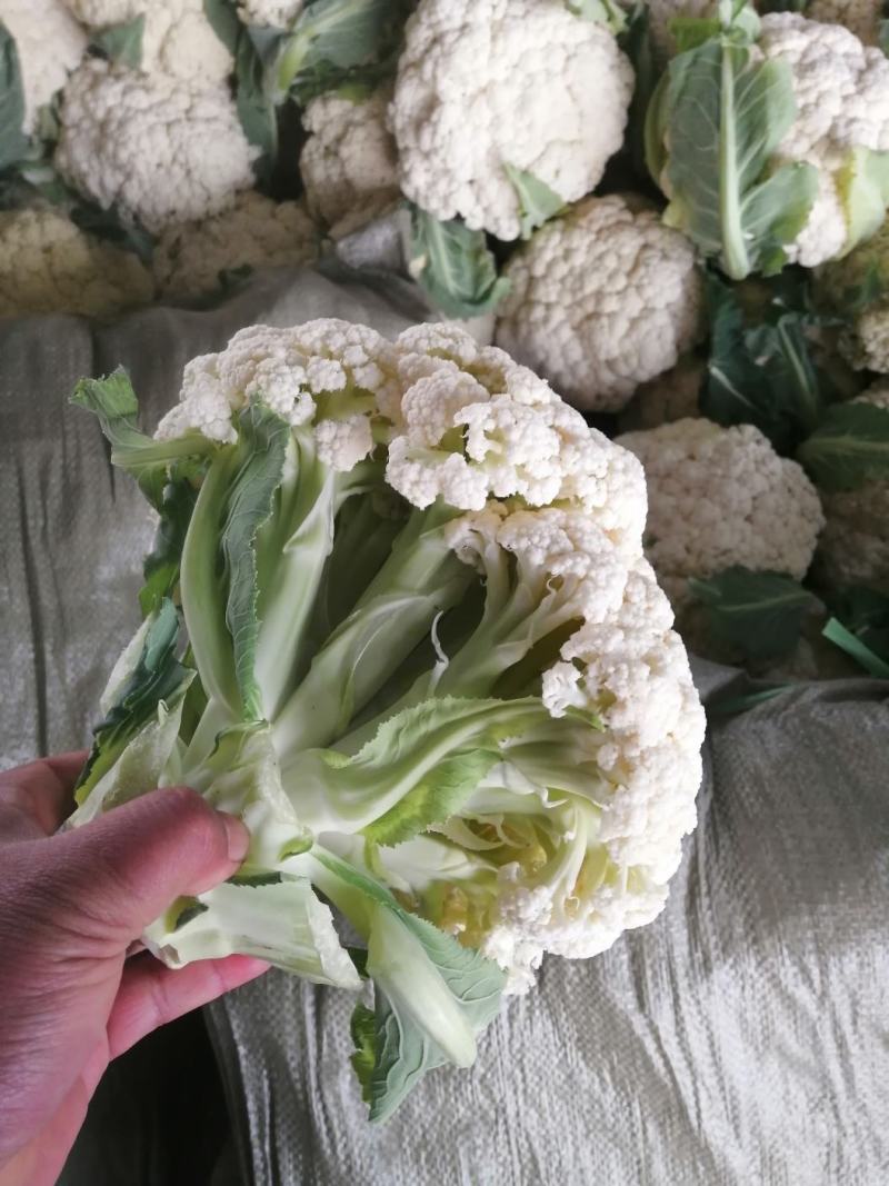 有机花菜，青梗散花，质量保证，代发各地市场，诚信经营，实