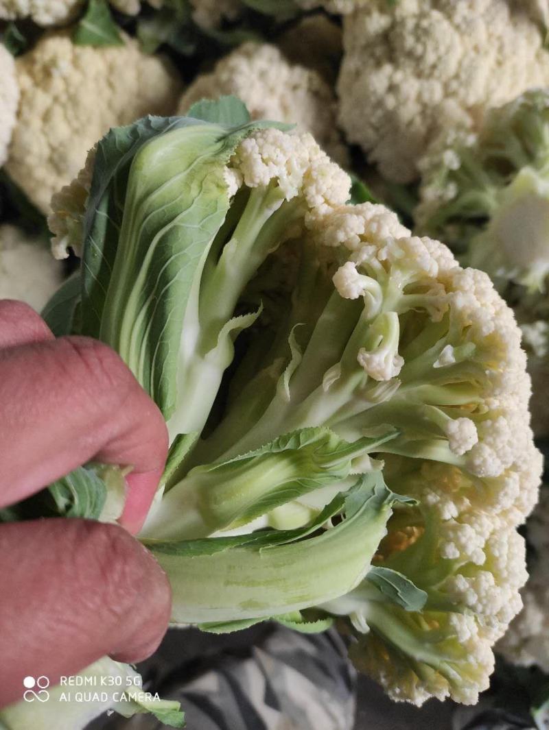 有机花菜，青梗散花，质量保证，代发各地市场，诚信经营，实