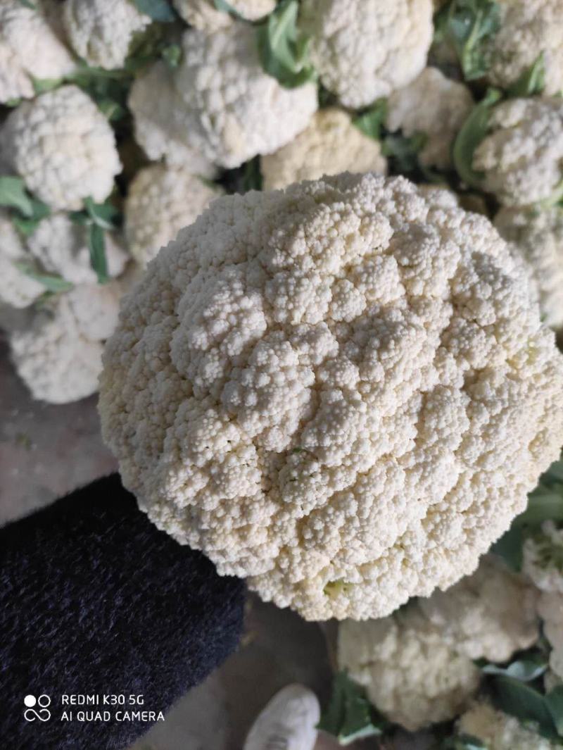 有机花菜，青梗散花，质量保证，代发各地市场，诚信经营，实