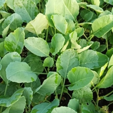实花菜苗，现在还有5000棵，便宜处理