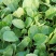 实花菜苗，现在还有5000棵，便宜处理