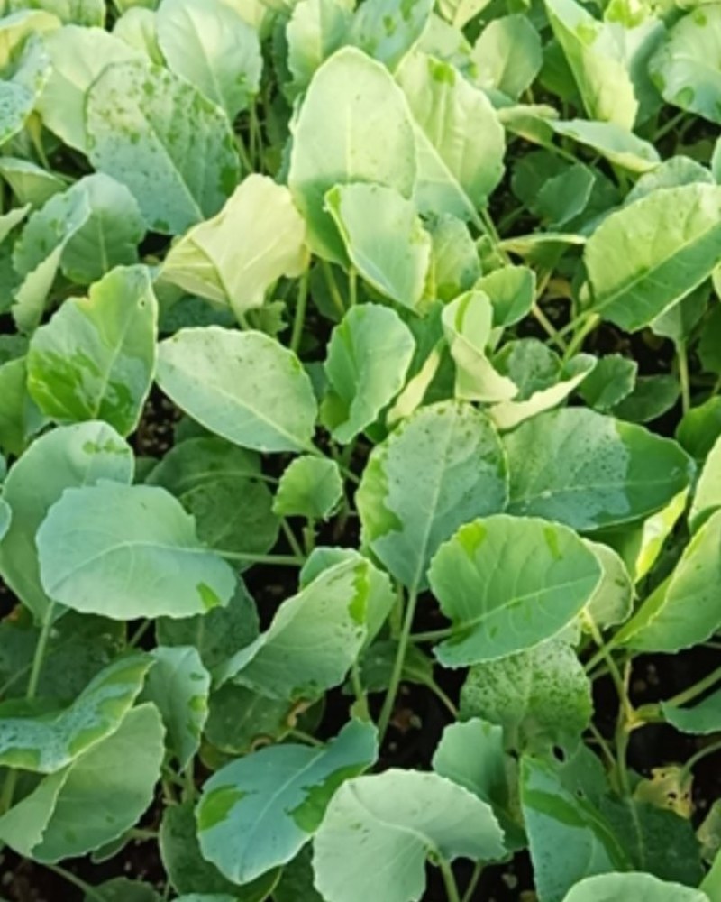 实花菜苗，现在还有5000棵，便宜处理