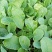 实花菜苗，现在还有5000棵，便宜处理