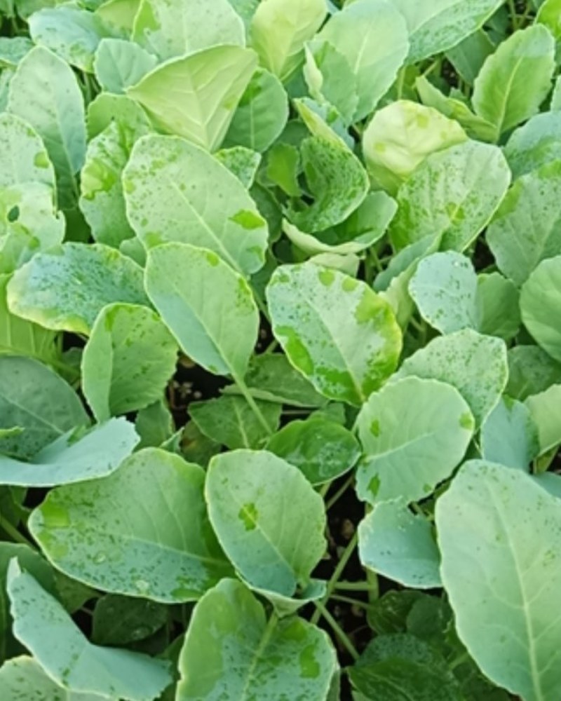 实花菜苗，现在还有5000棵，便宜处理