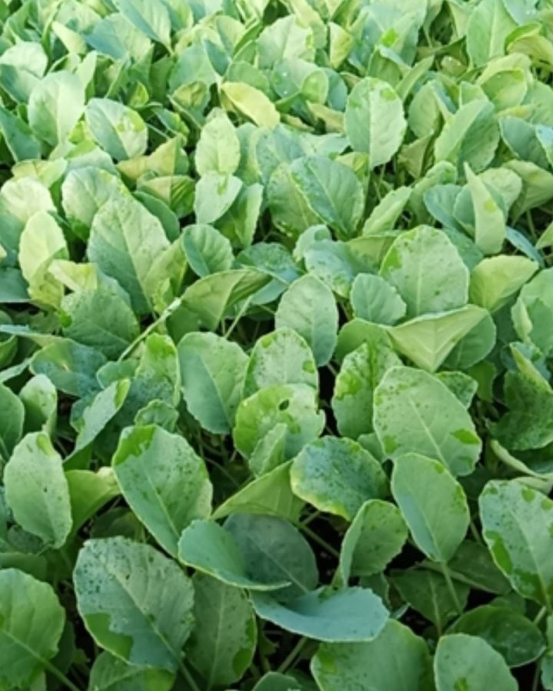 实花菜苗，现在还有5000棵，便宜处理