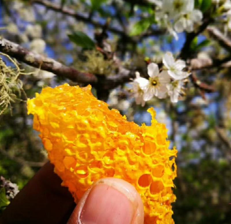 贵州大山野蜂蜜/土蜂蜜