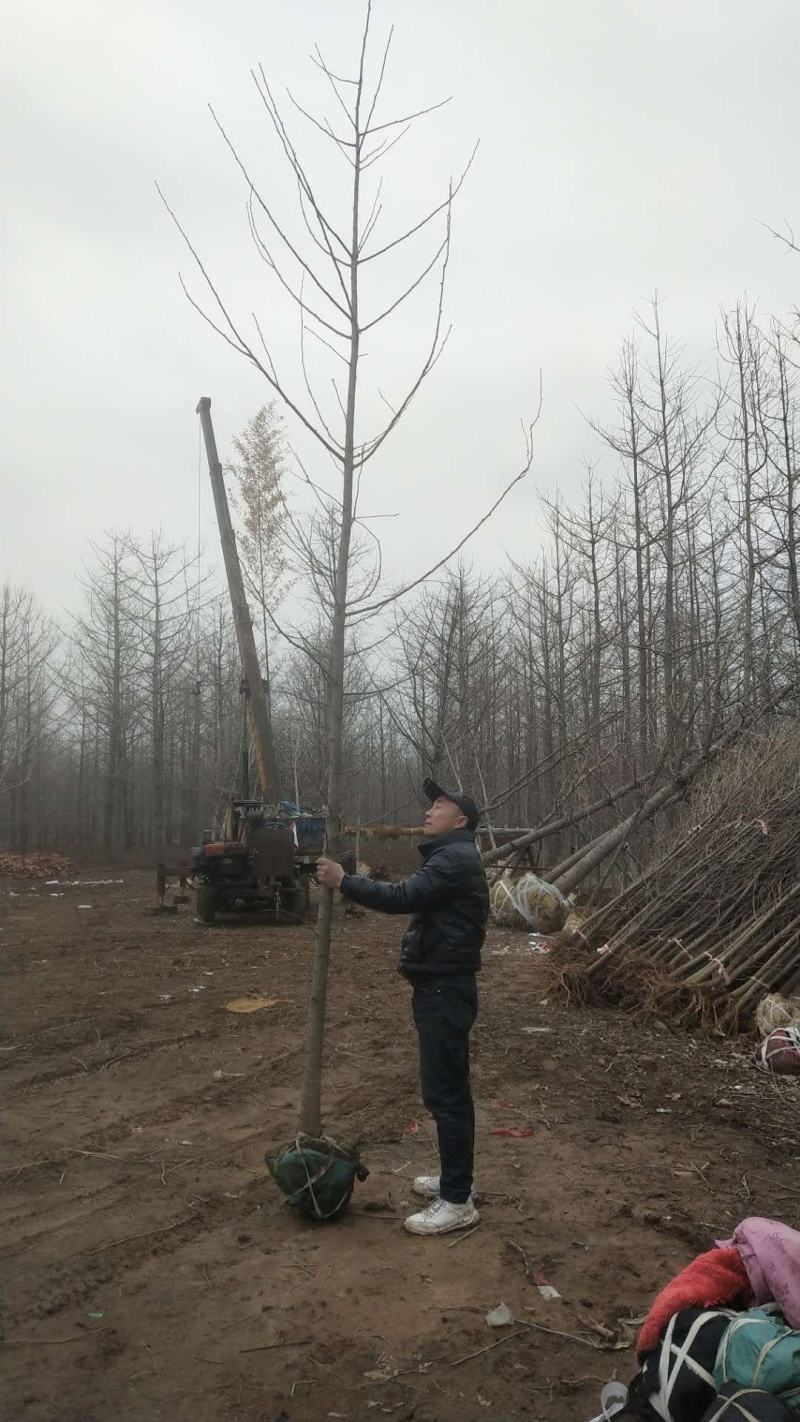 银杏苗80cm以上，工程大苗，5-18公分数量大价格低