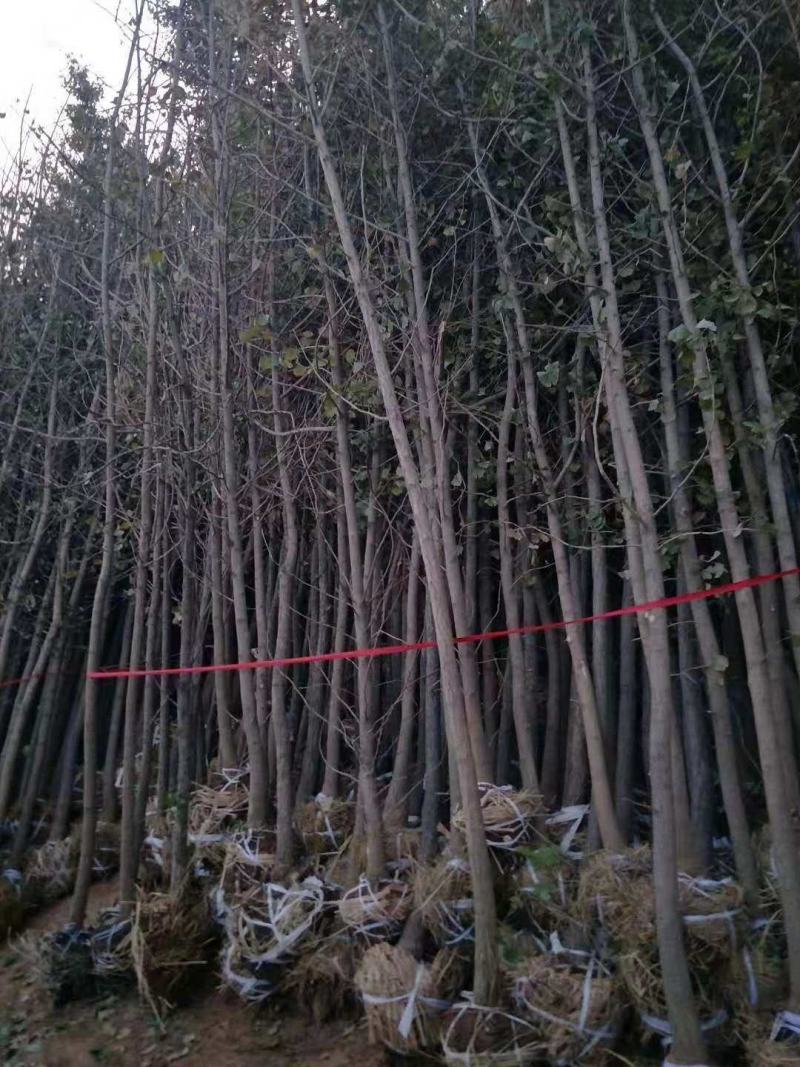 银杏苗80cm以上，工程大苗，5-18公分数量大价格低