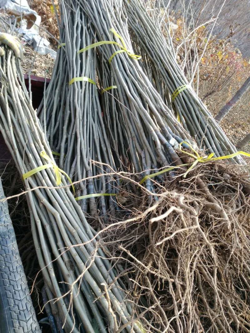 板栗苗50~80cm，低价出售板栗苗。量大需要的联系。