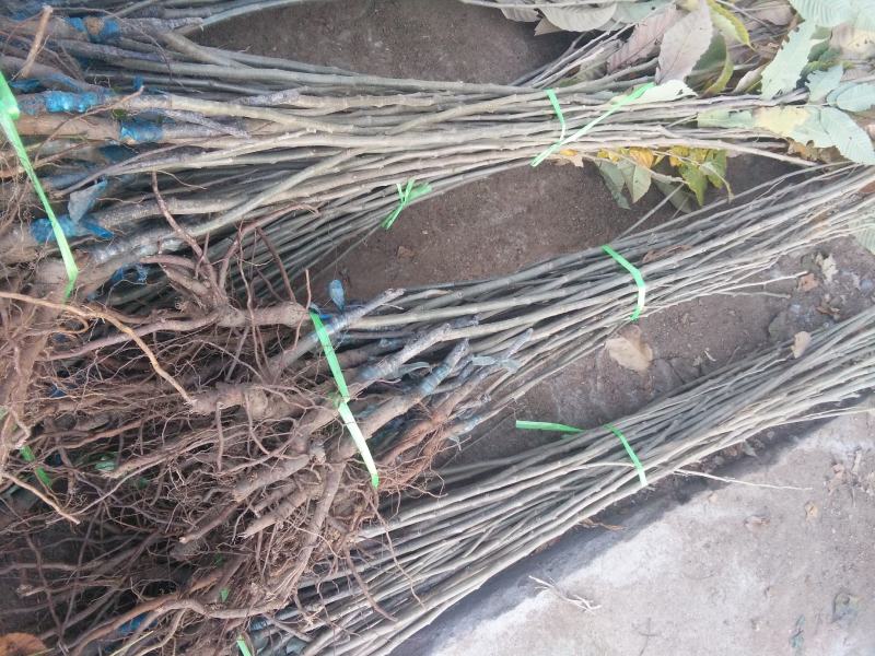 板栗苗50~80cm，低价出售板栗苗。量大需要的联系。