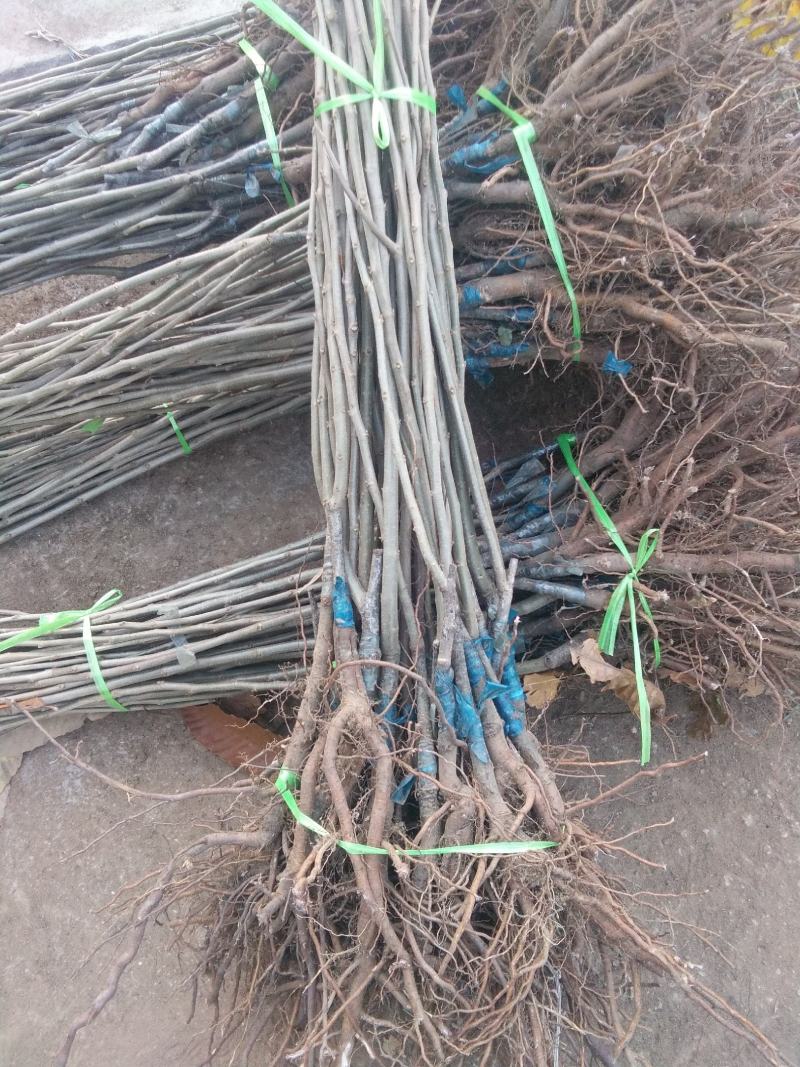 板栗苗50~80cm，低价出售板栗苗。量大需要的联系。