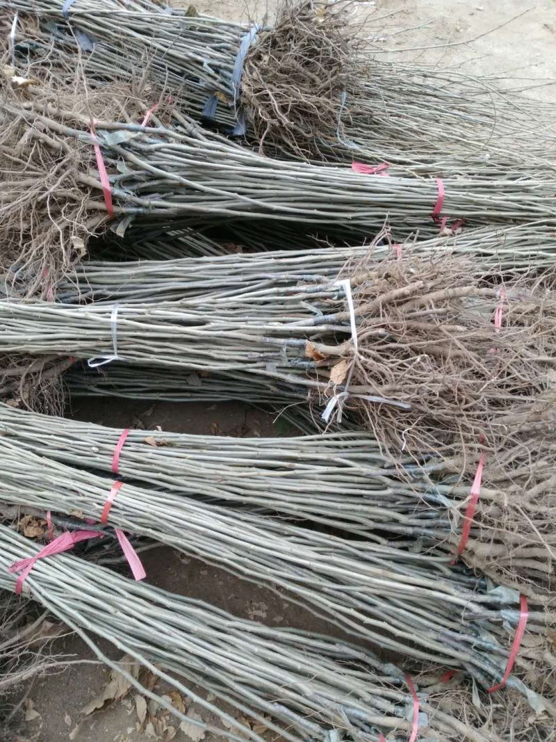 板栗苗50~80cm，低价出售板栗苗。量大需要的联系。