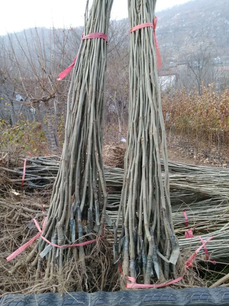 板栗苗50~80cm，低价出售板栗苗。量大需要的联系。