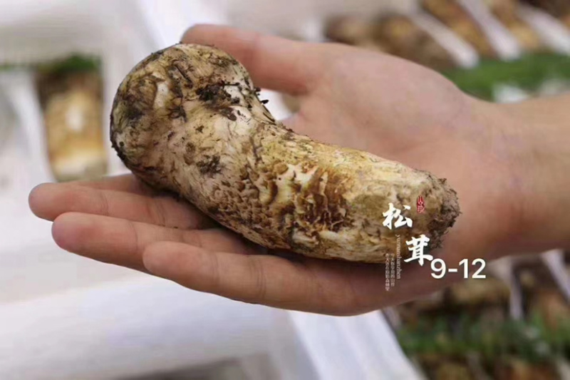 松茸高原藏区野生松茸7-9公分各种规格顺丰空运包邮