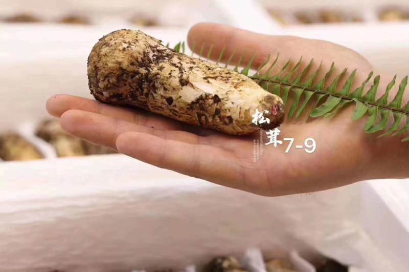 松茸高原藏区野生松茸7-9公分各种规格顺丰空运包邮
