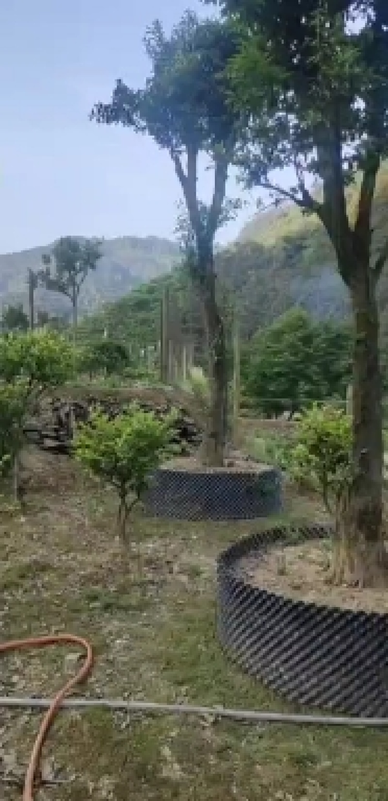 常年供应白皮松绿化工程种苗红叶石楠！桂花丹桂！