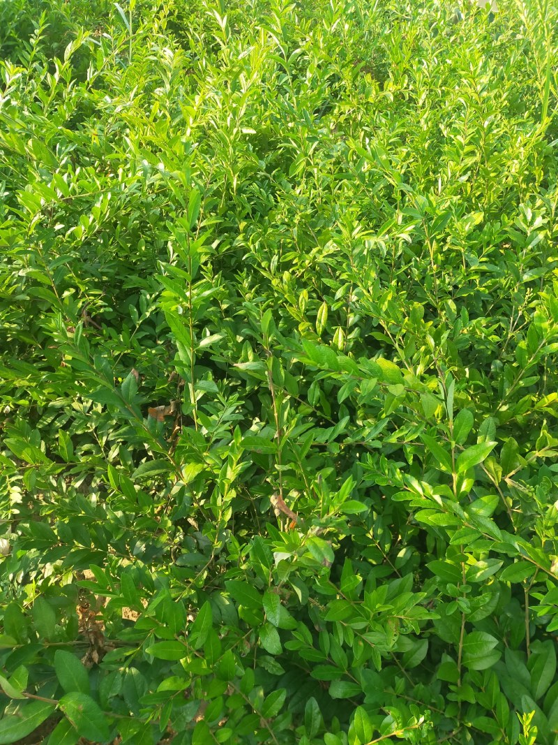 城市绿化苗木水蜡树苗