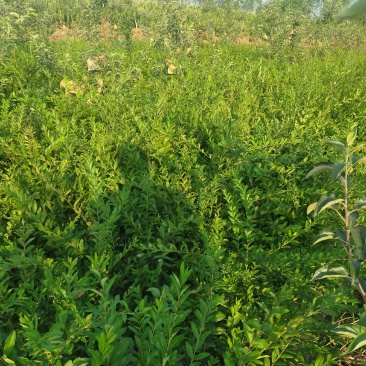 城市绿化苗木水蜡树苗