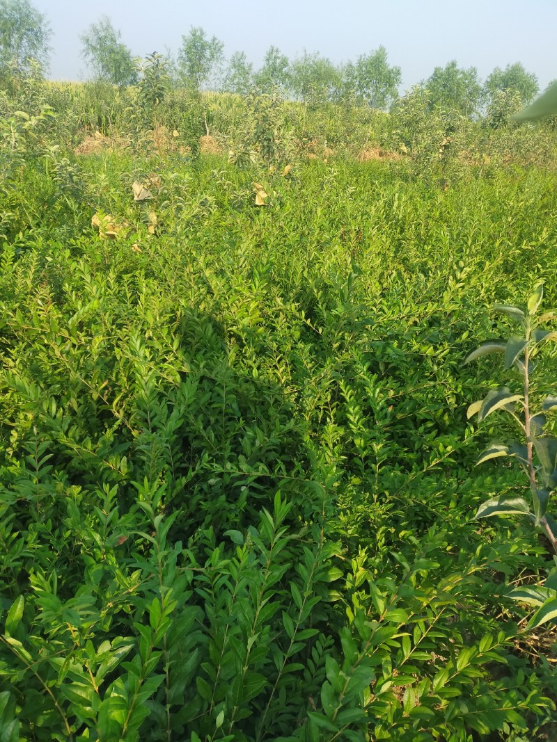 城市绿化苗木水蜡树苗
