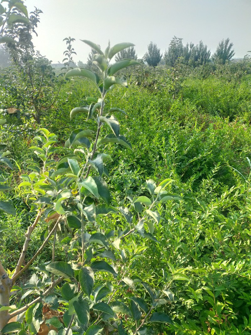 城市绿化苗木水蜡树苗