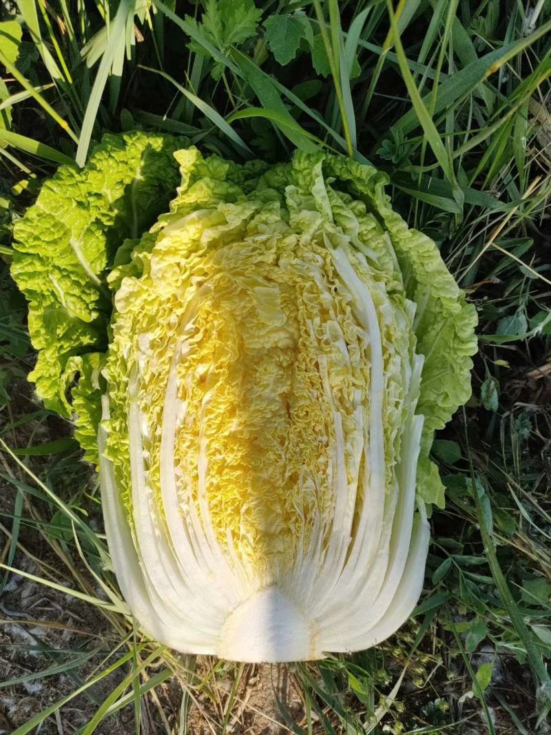 黄心白菜，大小车随到随装，产地直供，货源充足，