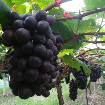 夏黑葡萄，大量上市，串型好