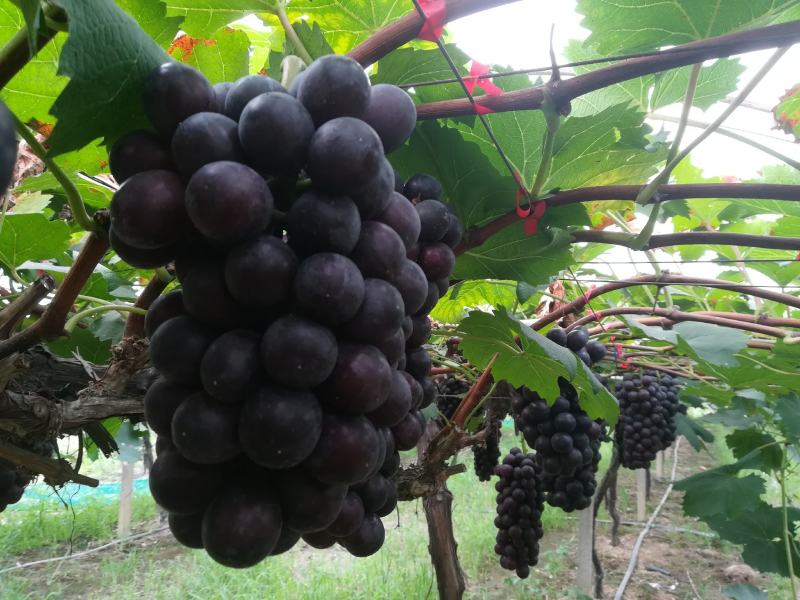 夏黑葡萄，大量上市，串型好