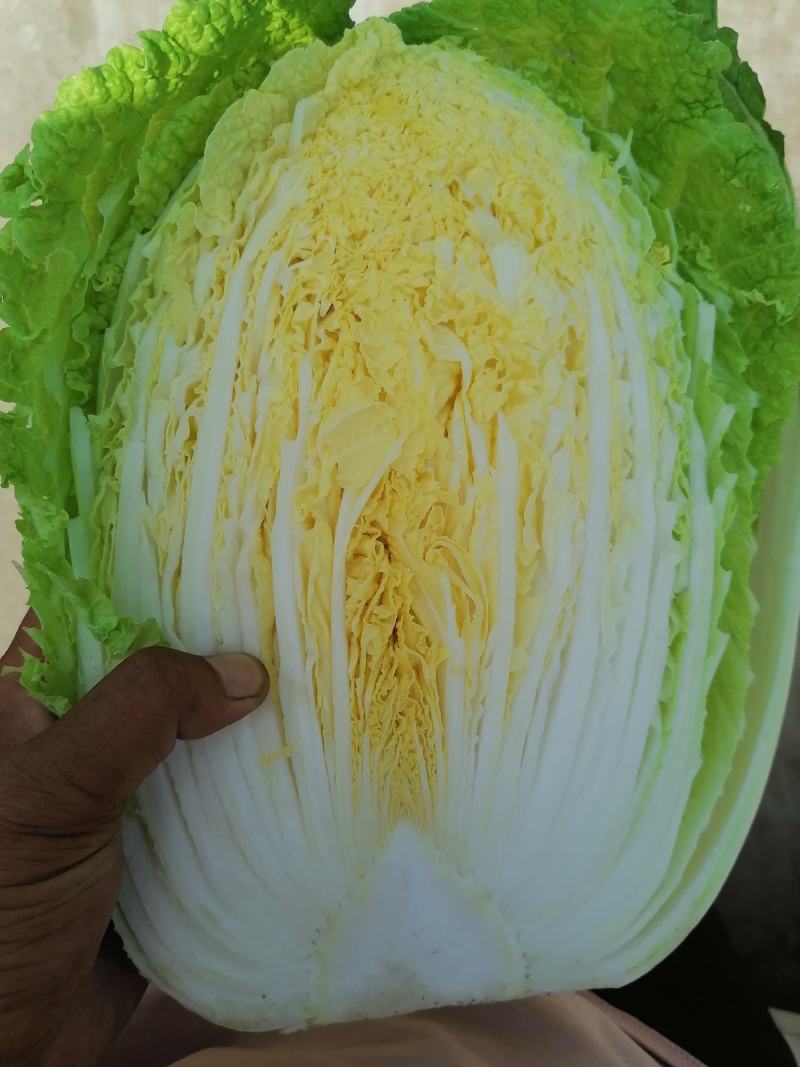 全黄心白菜大量上市，现货，大小车随到随装