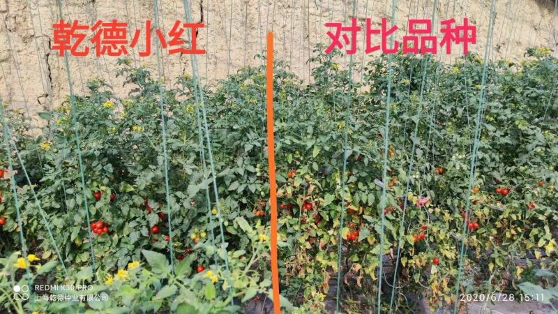 【包邮】乾德小红口感好小大红樱桃番茄种子甜蜜蜜